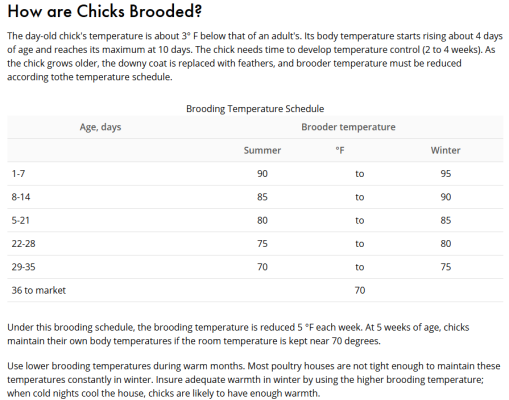 How are Chicks Brooded