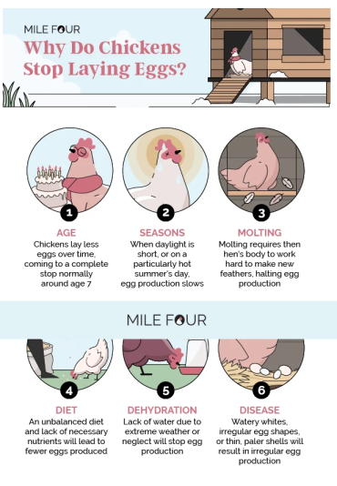Screenshot 2026-03-09 at 16-58-52 Chicken Feed Ultimate Guide Best Chicken Feed Costs FREE eBook – Mile Four