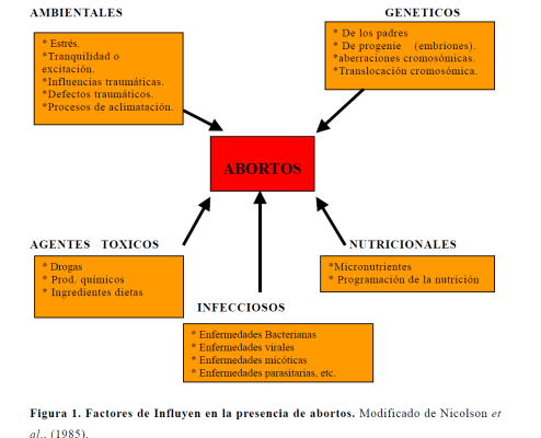 Abortos