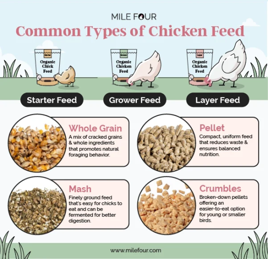 Screenshot 2026-03-09 at 16-52-44 Chicken Feed Ultimate Guide Best Chicken Feed Costs FREE eBook – Mile Four