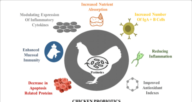 Effects-of-probiotics-on-intestinal-health-of-chickens