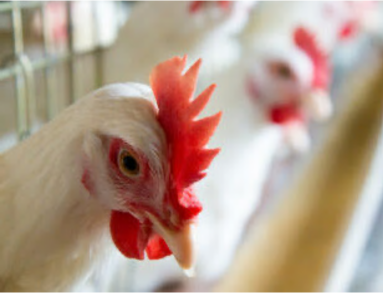 Poultry Production