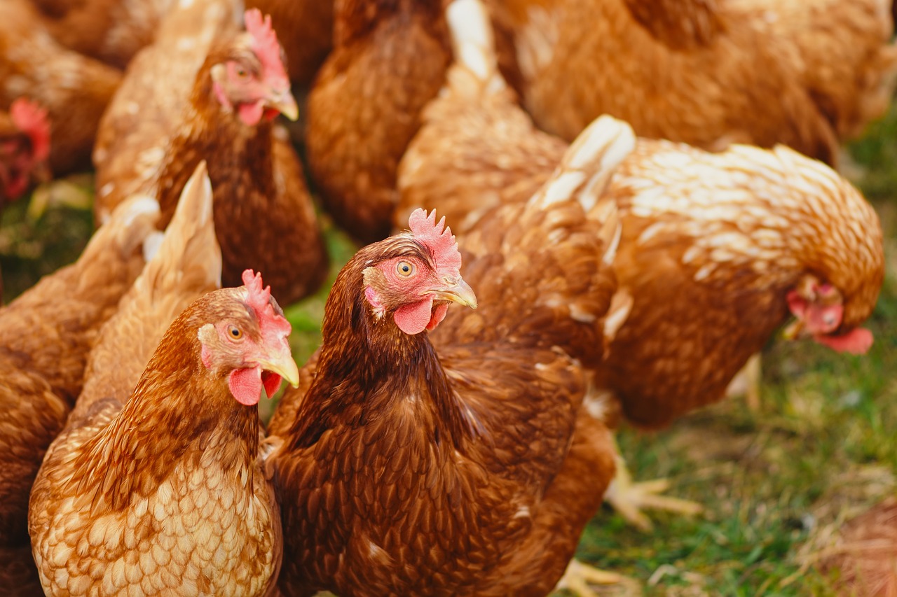 SEC Nigeria, Sub-Saharan Africa Poultry Management (Basic Certificate) Cohort #6 – Feb 11 – March 8,