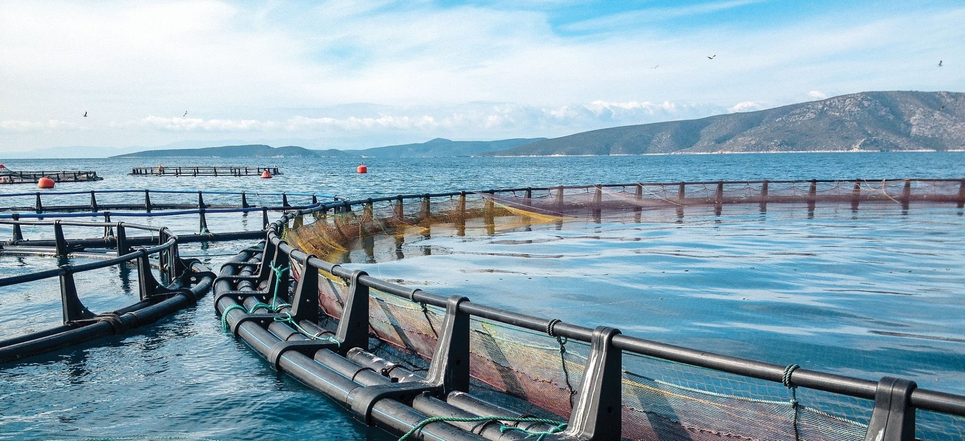 Aquaculture-MENA